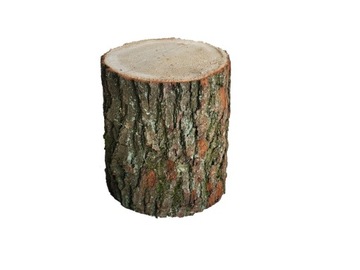Pieniek ogrodowy pień ognisko DĄB drapak ŚREDNICA 30 cm wysokość 33 cm