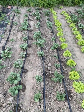 ШЛАНГ КАПЕЛЬНОГО ПОЛИВАНИЯ КОМПЛЕКТ КАПЕЛЬНОЙ ЛИНИИ