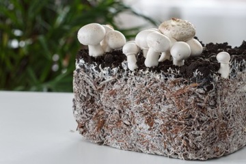 Мицелий грибов XXL 3 фазы