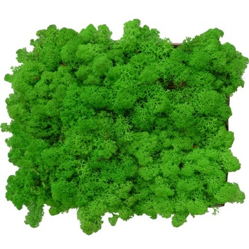 Мосс Хроботек Светло-Зеленый Картон 300г