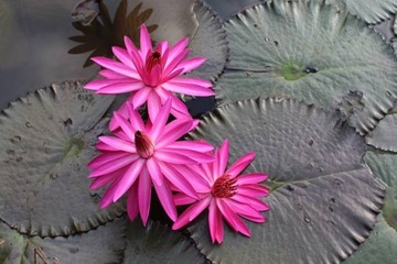 Nymphaea Pubescens Różowa Lilia Wodna Pink 10 Nasion