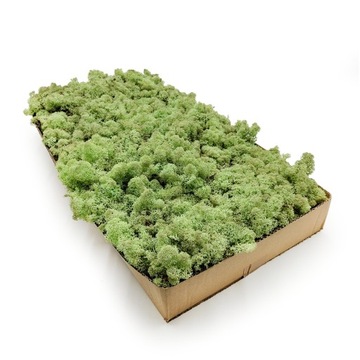 50 г мха НОРВЕЖСКОГО оленя и мяты