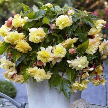 Begonia zwisająca pełna odorata Sunny Dream 1 szt.
