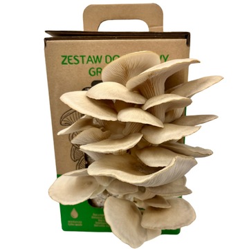 Grzybnia Boczniak ostrygowaty MUSHROOMS GROW KIT Zestaw do uprawy w domu