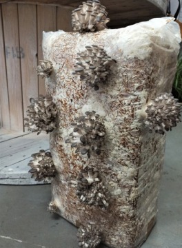 OYER MUSIC MYCLE LARGE BALLE, кубики, около 15 кг