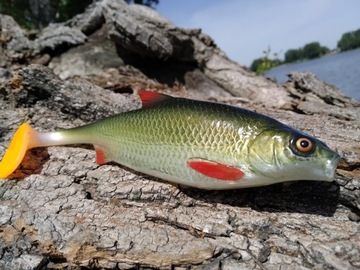 SEWRO CUSTOM WZDRĘGA 18cm