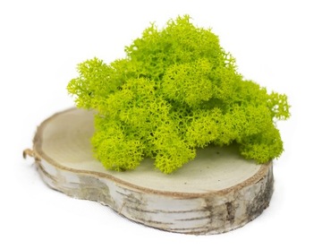 Мох Олений Крабовый МИКС ЦВЕТОВ 750 гр