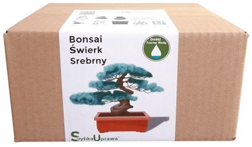 Prezent Bożonarodzeniowy Świerk Srebrny dbon