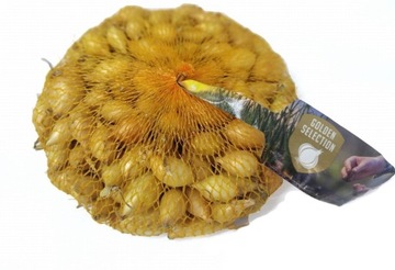 Cebula Dymka ozima zimowa SENSHYU YELLOW 8-21mm 0,5kg