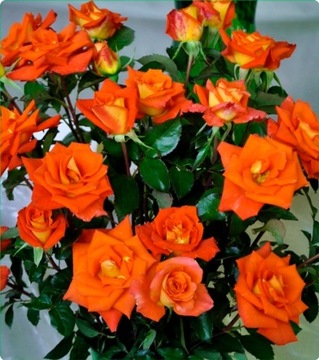 Двухцветная крупноцветковая роза