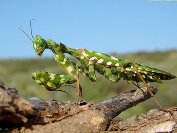 Blepharopsis mendica L4 Пустынный богомол