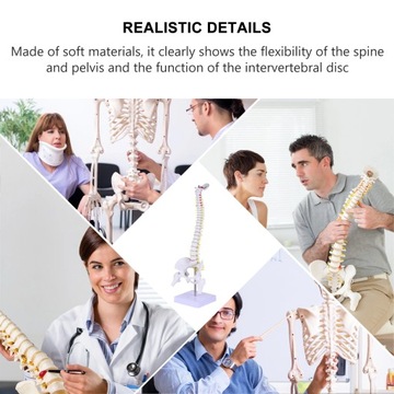 Модель позвоночника манекена