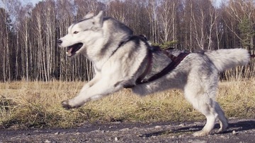 Ремень HIFICA CROSS RACE PP SM RHI/сани ремня безопасности + защита с подкладкой на заказ