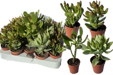 SUKULENTY ZESTAW ROŚLINA ROŚLINKA ŻYWA DO LASU W SZKLE SŁOIKU 2 szt.