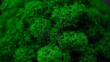 НАБОР из 3х мхов в МИКРОКЛИМАТНОМ ГОРШКЕ