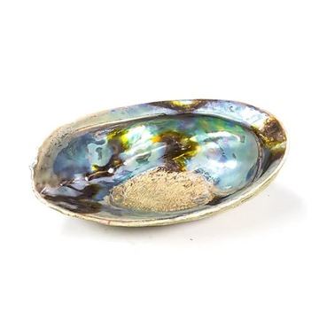 Muszla ozdobna do kadzenia Rainbow Abalone (Paua) Haliotis Iris 12.5-15.5cm