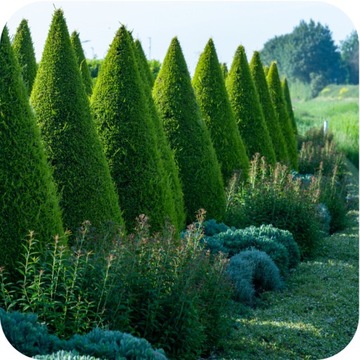 Универсальные удобрения Азофоски 10 кг гранул для сада обильных урожаев пышная трава