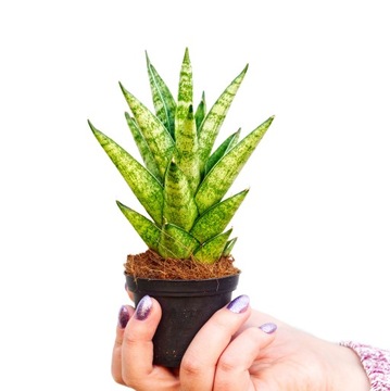 Sansevieria 'PAGODA' unikatowa Sansewieria rozmiar S