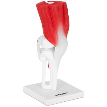 TRÓJWYMIAROWY MODEL ANATOMICZNY LUDZKIE KOLANO 1:1
