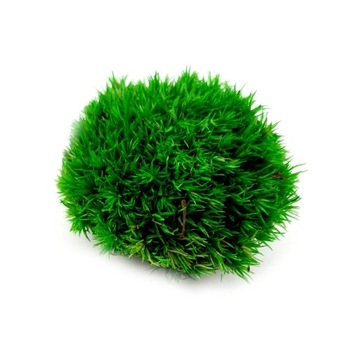 МикроКлимат НАБОР 25 см лес своими руками в банке