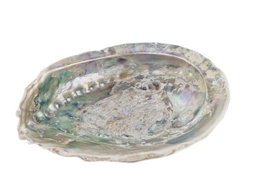 piękna duża MUSZLA MUSZLE MORSKIE ABALONE PAUA 15 cm