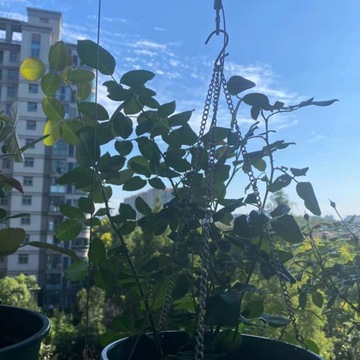 3 szt. Łańcuszki do doniczek balkonowy ogród na dziedzińcu