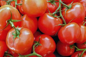 SUBSTRAL POMIDORO NAWÓZ PŁYNNY DO POMIDORÓW 1L
