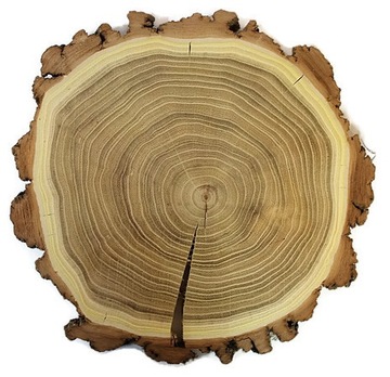 Plaster drewna Akacja EKO 8-12 cm krążek drewniany