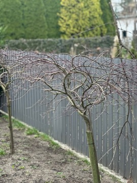 Пролет забора из ламелей 12 шт, панель, 200х160, Коричневый