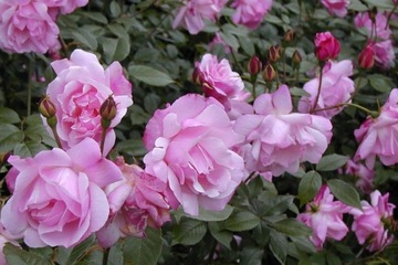 Róża wielkokwiatowa Rosa 'Różowa Rozetowa'
