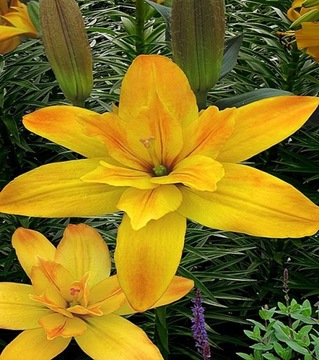 Lilia Azjatycka Podwójna Gold Twin 1 szt lilie cebule lilii cebulki