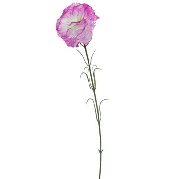 Goździk pojedynka fioletowo biały 54cm Goliat