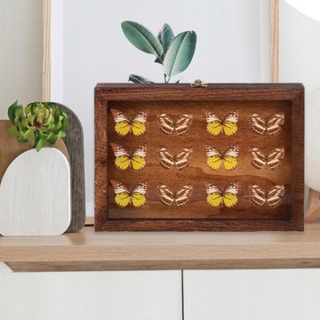 Витрина для мелких насекомых