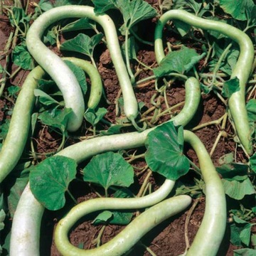 Dynia ozdobna -Tykwa Snake 2g