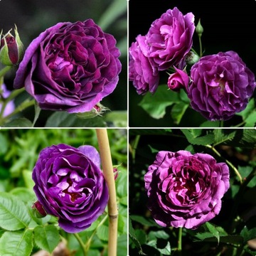 Róża wielkokwiatowa Lila Wunder fioletowa /L