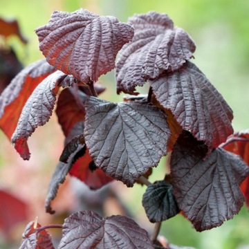 Leszczyna czerwona RED MAJESTIC orzech NA PNIU
