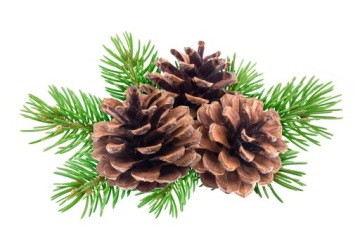 СОСНОВЫЕ ШИШКИ С ПРИЩЕПКОЙ ДЕКОРАТИВНЫЕ РОЖДЕСТВЕНСКИЕ УКРАШЕНИЯ ДЛЯ ЦЕНТРАЛЬНЫХ БЛЮД 14 ШТ.