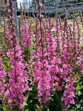 Krwawnica pospolita PINK BLUSH na mokre midodajne kłosy Lythrum salicaria