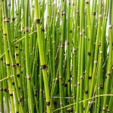 Skrzyp zimowy zwykły EQUISETUM skrzyp oczko ogród