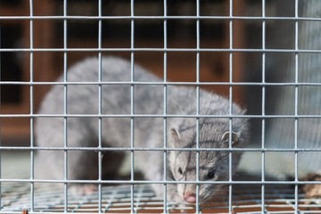 ЛОВУШКА ДЛЯ КОШЕК крысы куницы КОШКИ расписная клетка ЛАПА живоловушка ЛОВУШКА