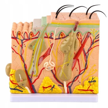 MODEL ANATOMICZNY SERCA, MODEL SERCA CZŁOWIEKA
