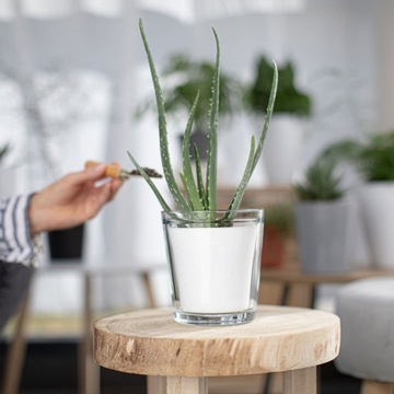 СТЕКЛЯННАЯ ПОКРЫТИЕ ДЛЯ ОРХИДЕИ Бесцветное H 13,5 см