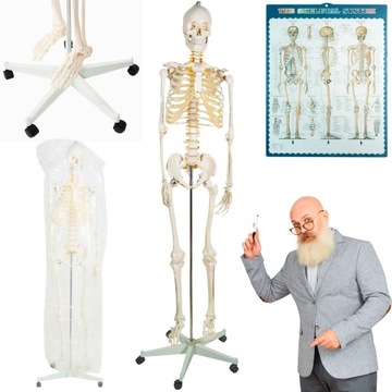 SZKIELET SZKIELECIK ANATOMICZNY CZŁOWIEKA 180 CM WZROSTU PROFESJONALNY 1:1