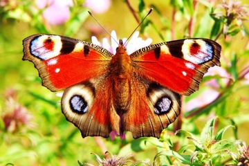 ПОСТЕР А0-180г. EPSON – фотографическое качество