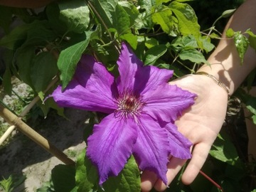 Clematis Fioletowy Mega Kwiaty --NR 1388