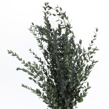 Eukaliptus Parvifoglia Zielony Stabilizowany