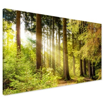 Obraz na płótnie las drzewa Nowoczesny na ścianę 120x80