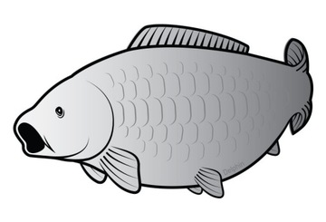 Naklejka KARP SILVER na auto 2szt.