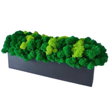 Chrobotek w drewnianej doniczce 30cm CZARNY MAT