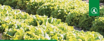 SCORPION 325 SC 500ML НЕДОСТАТОЧНАЯ ГНИЛЬ ГРИБКОВАЯ СЕРАЯ ПЛЕСЕНЬ ПОРОШКОВАЯ ПЛЕСЕНЬ